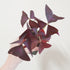 Oxalis triangularis (Purple Shamrock) - 7cm pots - Plantsmith | Indoor Plants Melbourne